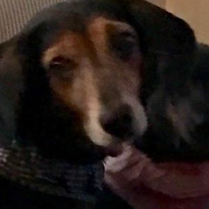 Meet your Posher, Daria